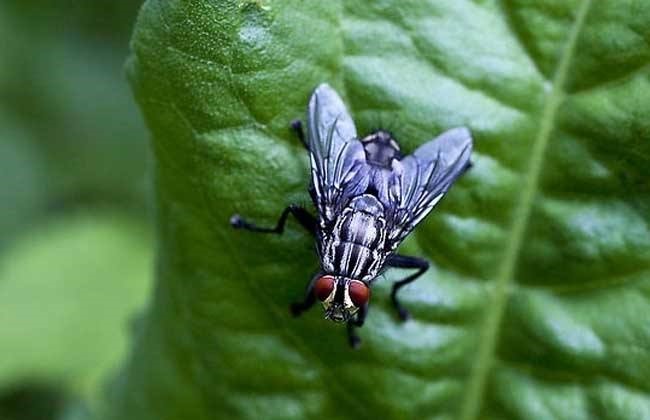 趕緊看，這種生物隨時(shí)可能威脅生命
